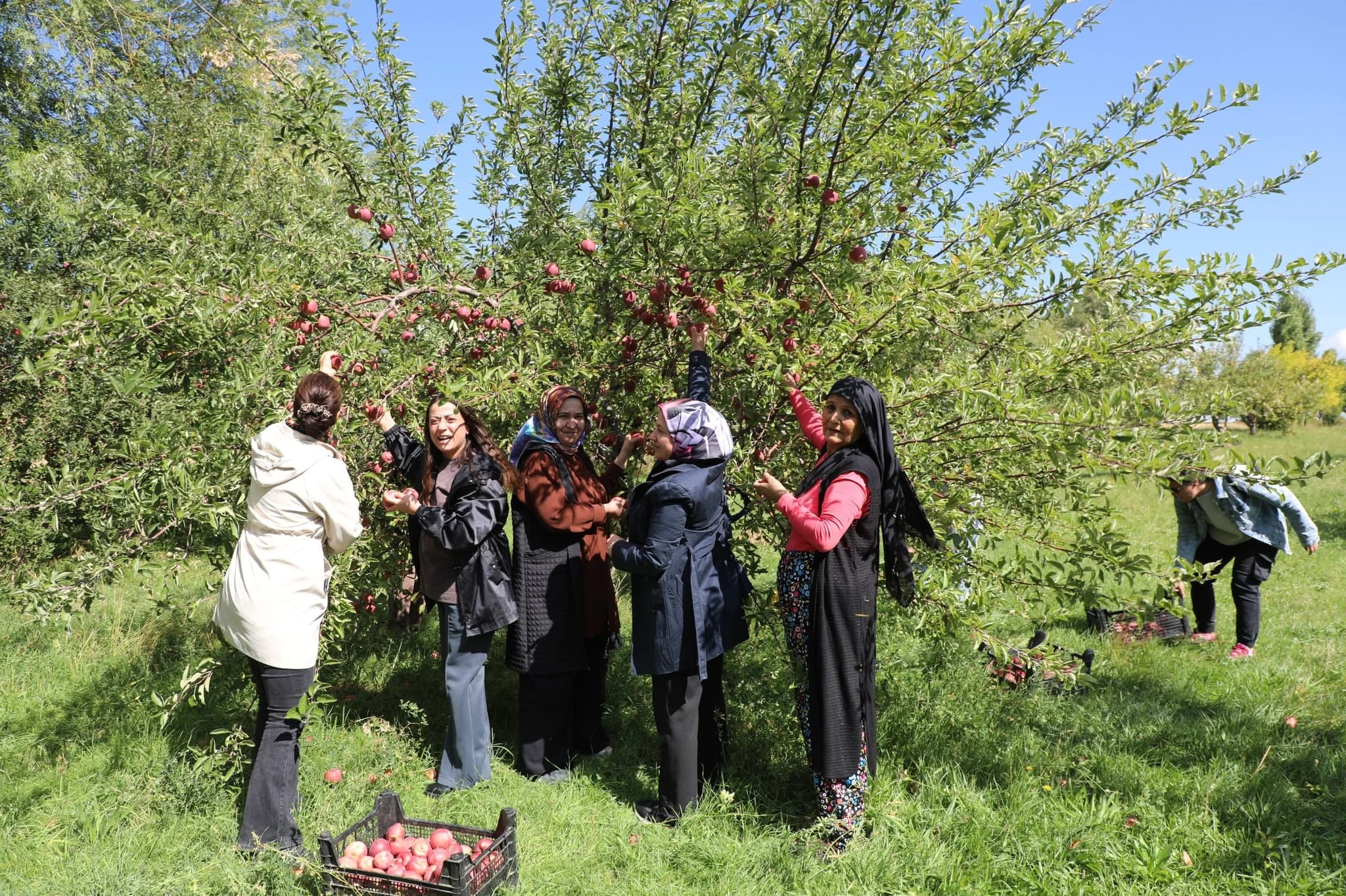 Van'da kadın emeği: Hevpar Kadın Kooperatifi ilk hasadını yaptı