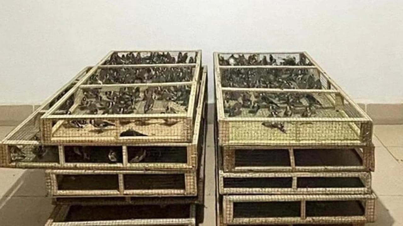 Yasa dışı saka kuşu üretimine rekor ceza