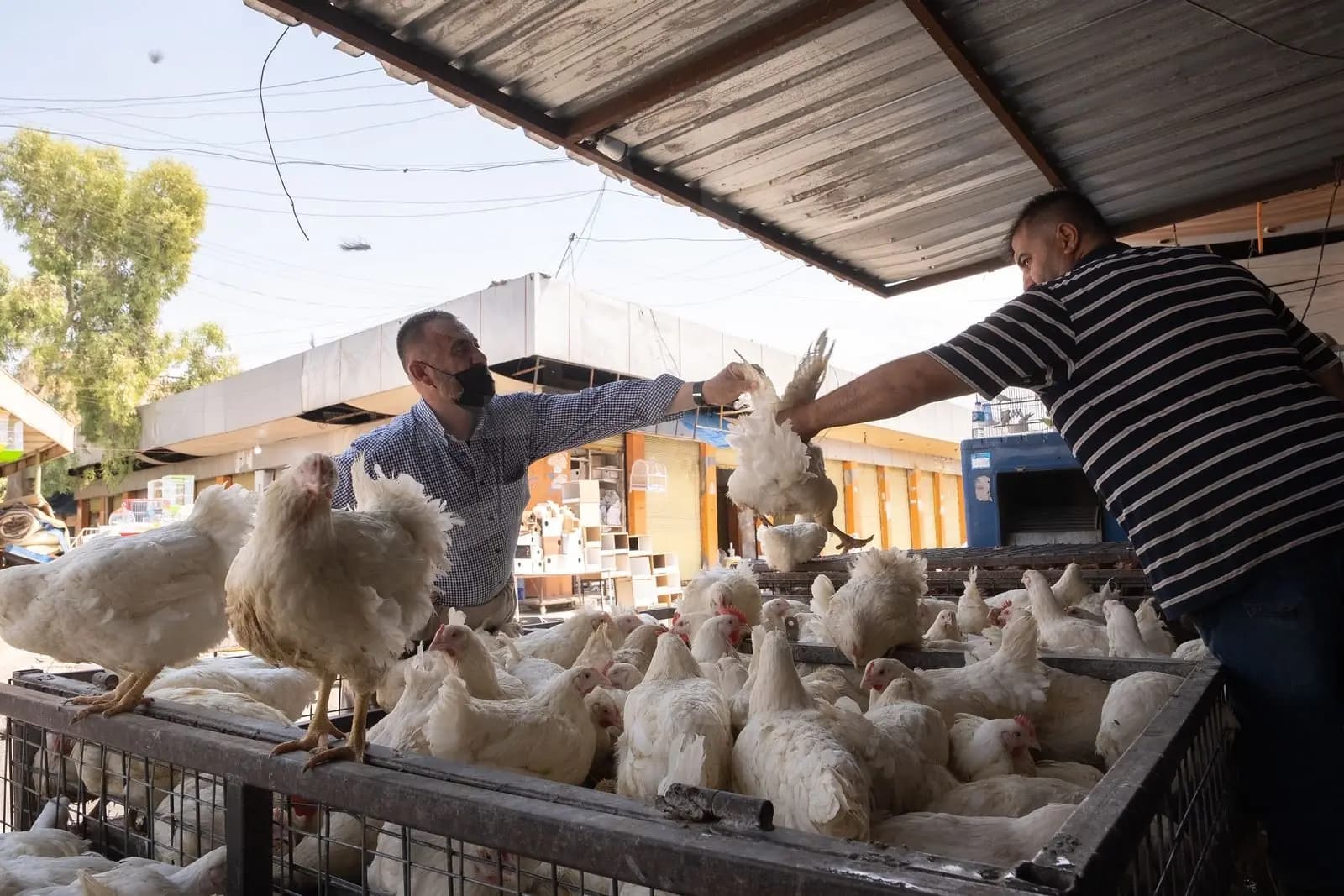 نرخی مریشک بەرزبووەوە و وەزارەتی کشتوکاڵ دەڵێ، پەیوەندی بە بەهای دۆلارەوە نییە