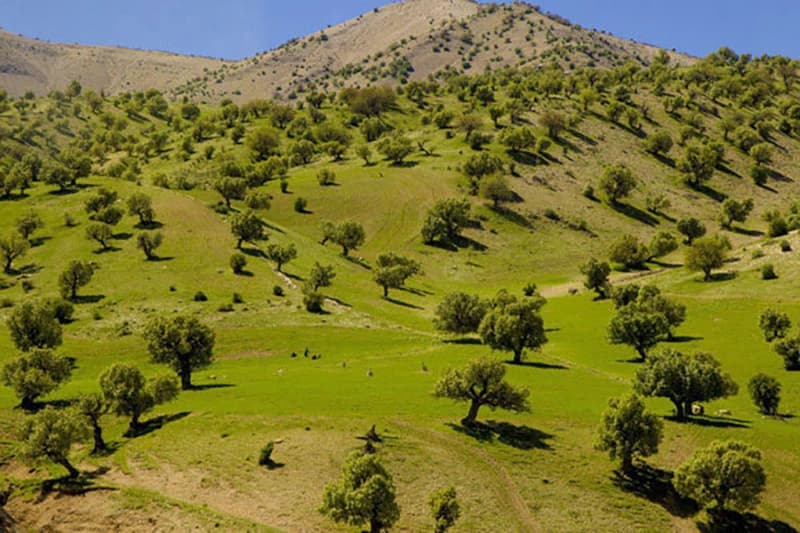 %9ی دارستانەکانی ئێران لە پارێزگای ئیلامە و مەترسیی لەنێوچوونیان لەسەرە