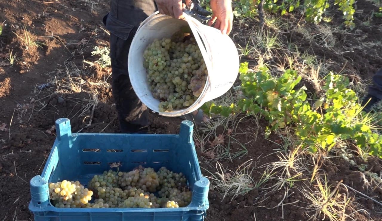 Silvan’da bağ bozumu başladı: Üzümden pestil, cevizli sucuk ve pekmez