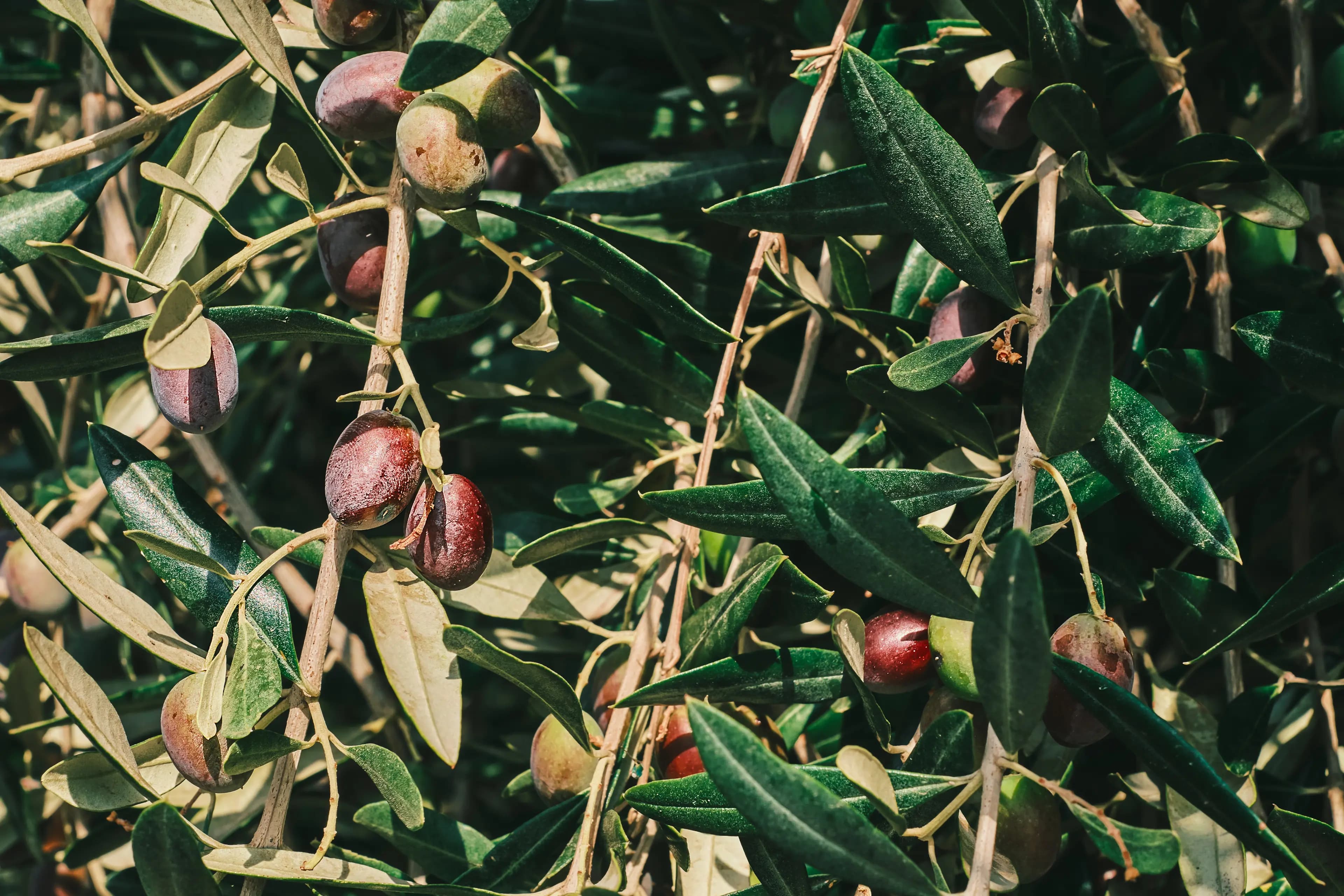 Kürdistan Bölgesi’nde zeytin üretiminde rekor artış: Hedef 25 bin ton
