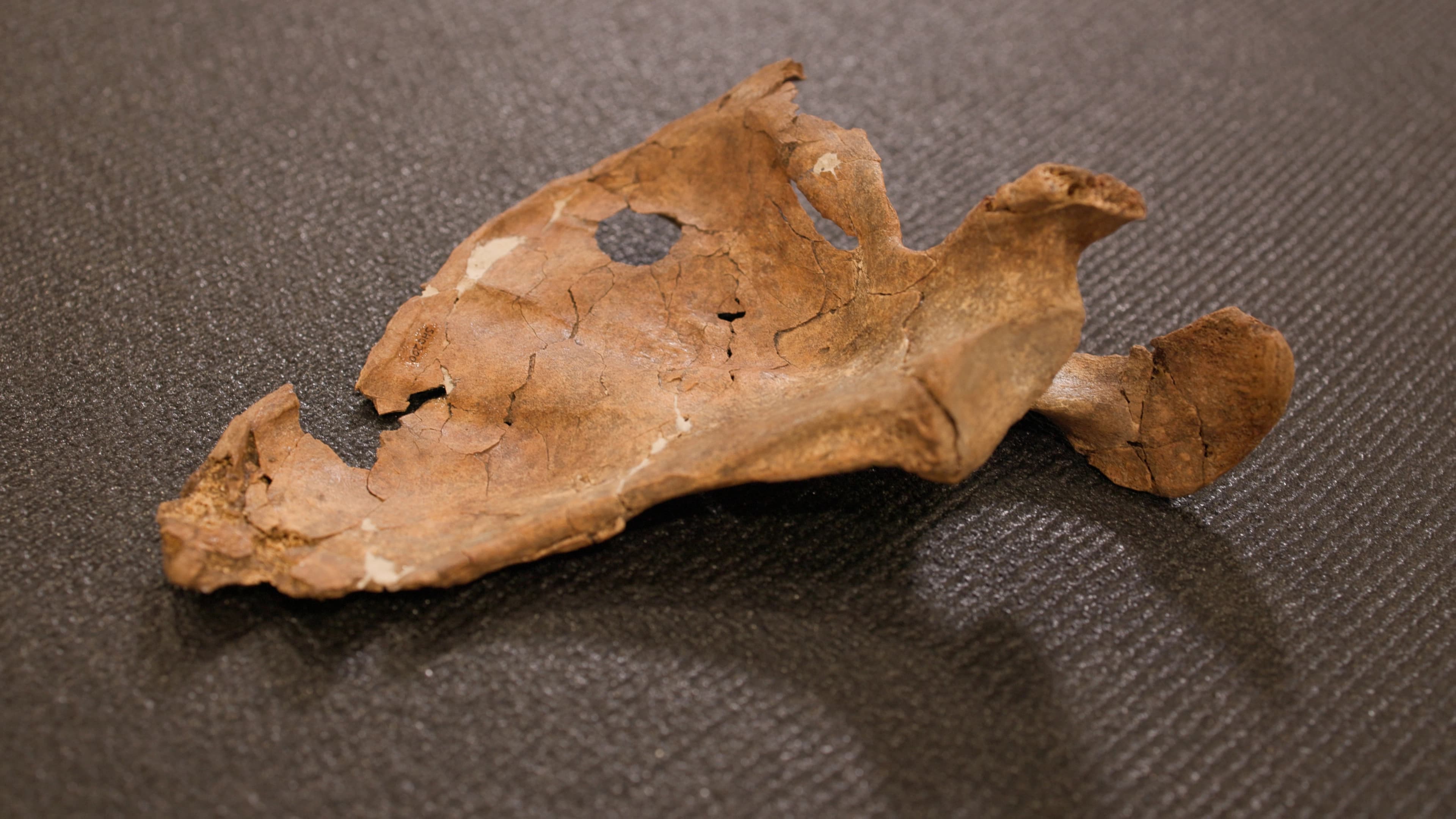 Kurdistan Region cave yields 75,000-year-old Neanderthal remains with spear wound
