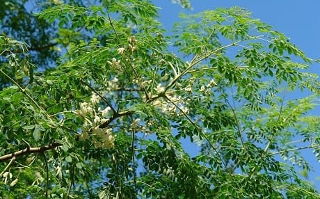 Moringa Ağacı