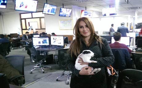 A wounded rabbit was rescued on the frontline of Mosul battle. Photo: Shifa Gardi/Rudaw