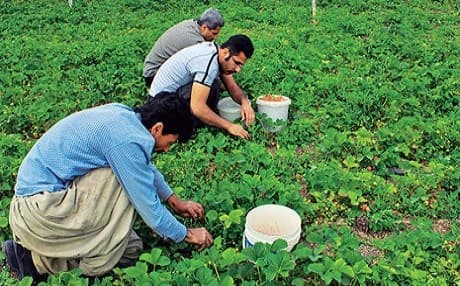 Several men work in a farm in Iranian Kurdistan province, west of the country. Photo: Forsatnet.ir