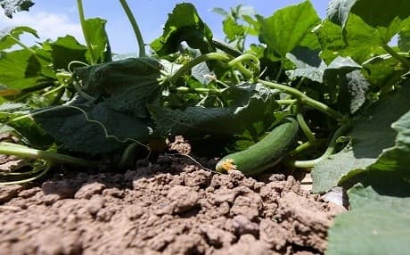 During the harvest season, prices for domestic produce like cucumber and watermelon significantly goes down. Photo: Rudaw/Farzin Hassan