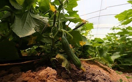 More farmers are growing cucumbers, khiyar in Kurdish, in glasshouses where yields are better. Photo: Farzin Hassan/Rudaw