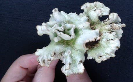 Lichen collected from Edgar Evins State Park, Middle Tennessee. Lichens were collected for lipid profiling at MTSU. Photo: Chimen Mayi