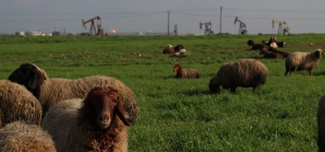 Sheep graze in a field east of Qamishli as oil derricks work behind them, February 18, 2019. Photo: Hannah Lynch / Rudaw