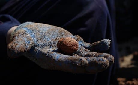 A seed for Kobane's future. The city plans to plant 100,000 trees in 2019. Photo: Hannah Lynch / Rudaw