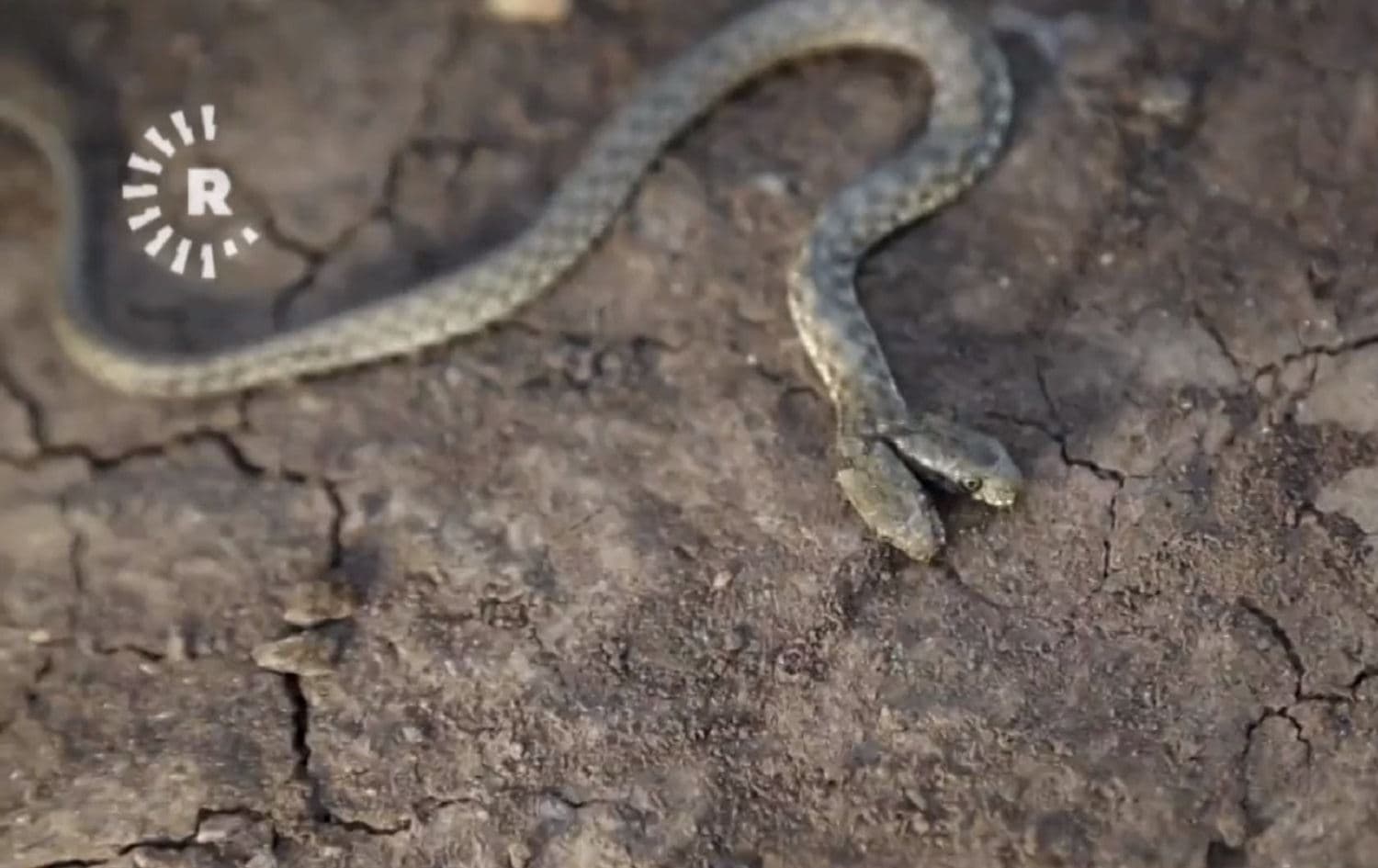 Two-headed snake discovered in Sulaimani province on May 19, 2021. Photo: Rudaw