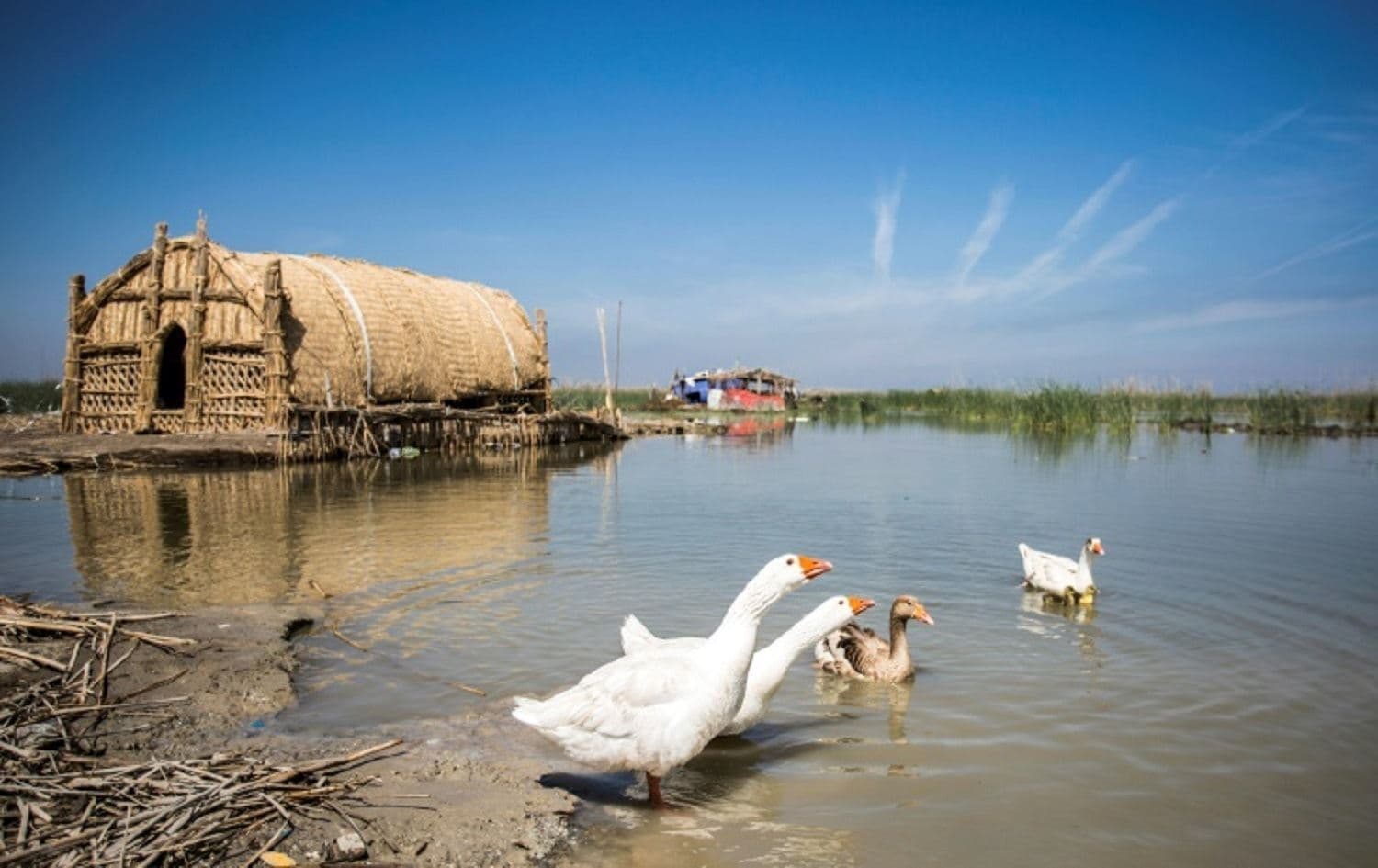 Iraqi marshes. File photo: AFP
