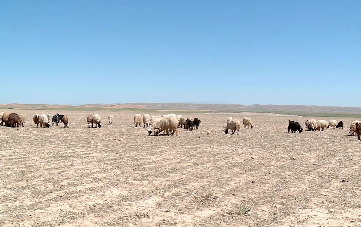 Sheep graze in a dry field in the Garmiyan plains on March 31, 2021. Photo: Rudaw