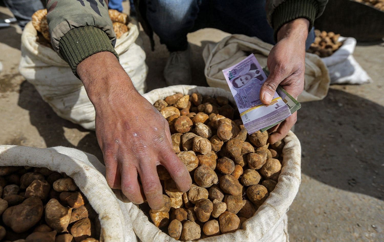 A merchant sorts through desert truffles at a stall in a market in the city of Hama in west-central Syria on March 6, 2023. Photo: Louai Beshara/AFP