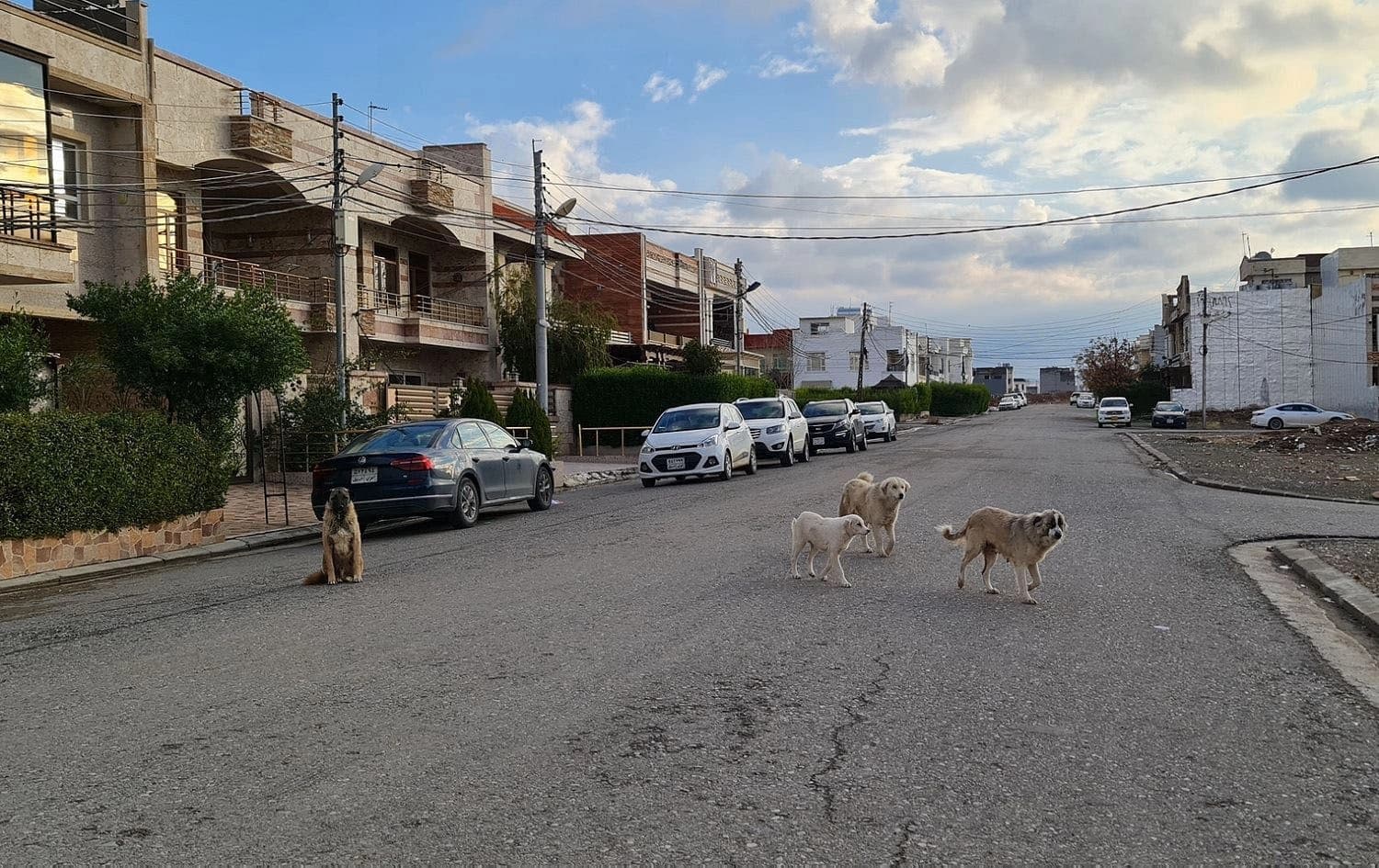 A group of stray dogs are seen on an Erbil residential street. File photo: Bilind T. Abdullah/Rudaw
