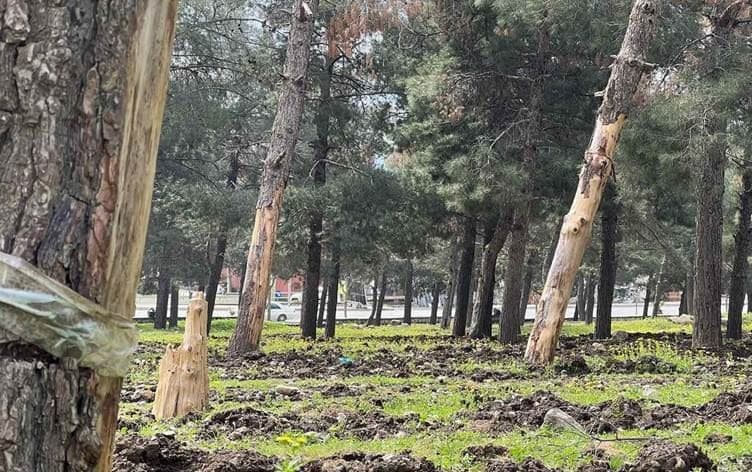 Li Ranyeyê 4 hezar darên çamê hişk bûn / Wêne: Arşîv