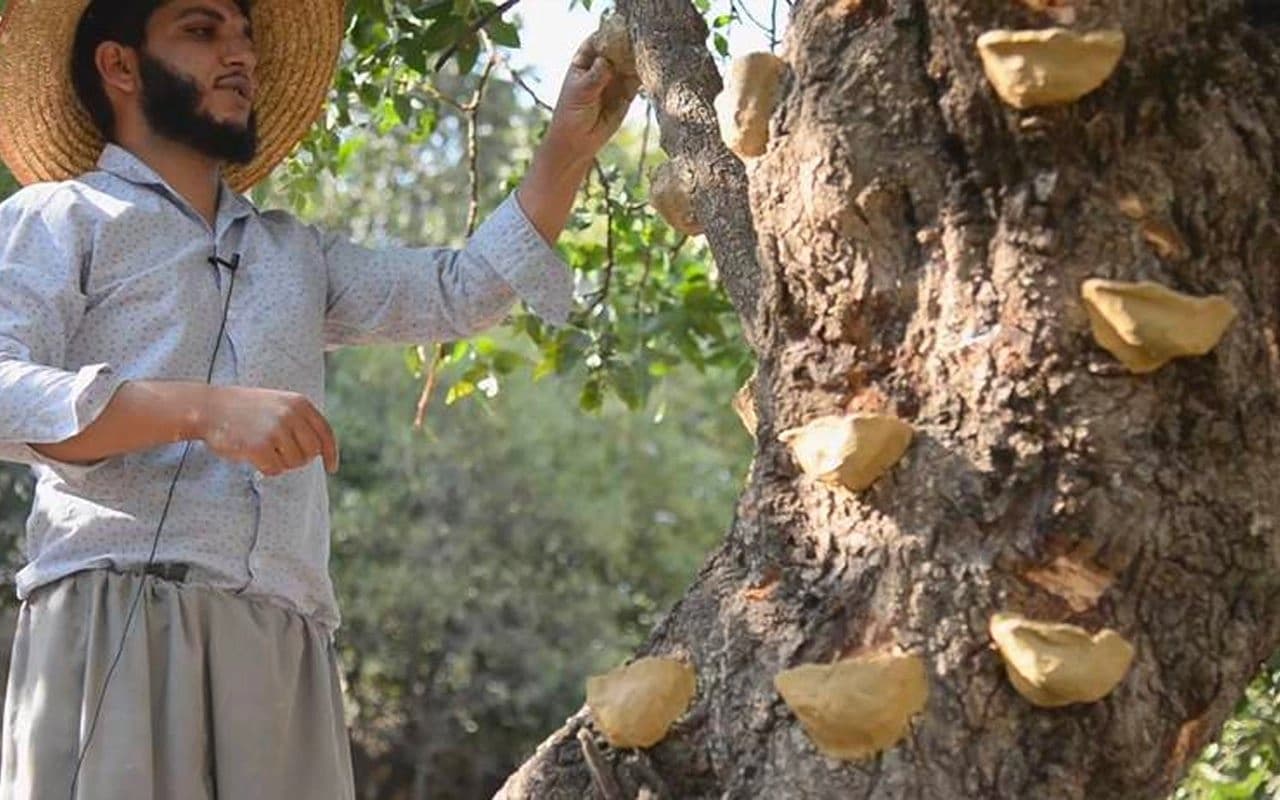 بنێشتگرتن لە دارەبەنەکانی رۆژهەڵاتی کوردستان.
