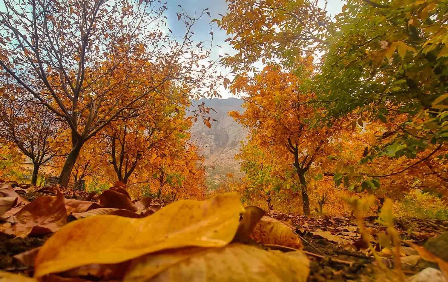 دیمەنێکی پاییز. وێنە: بڵند تاهیر - رووداو/ئەرشیڤ