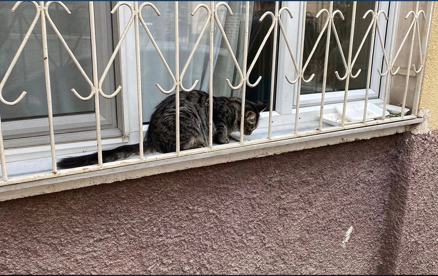 Pisîka bûye sedema bûyerê / Wêne: AA
