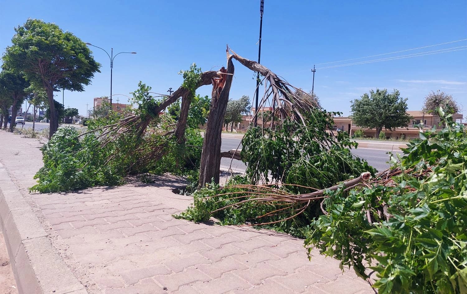 شکانی ژمارەیەک درەخت لەسەر شەقامێکی سلێمانی بەهۆی رەشەباوە. وێنە: ئەرشیڤ.