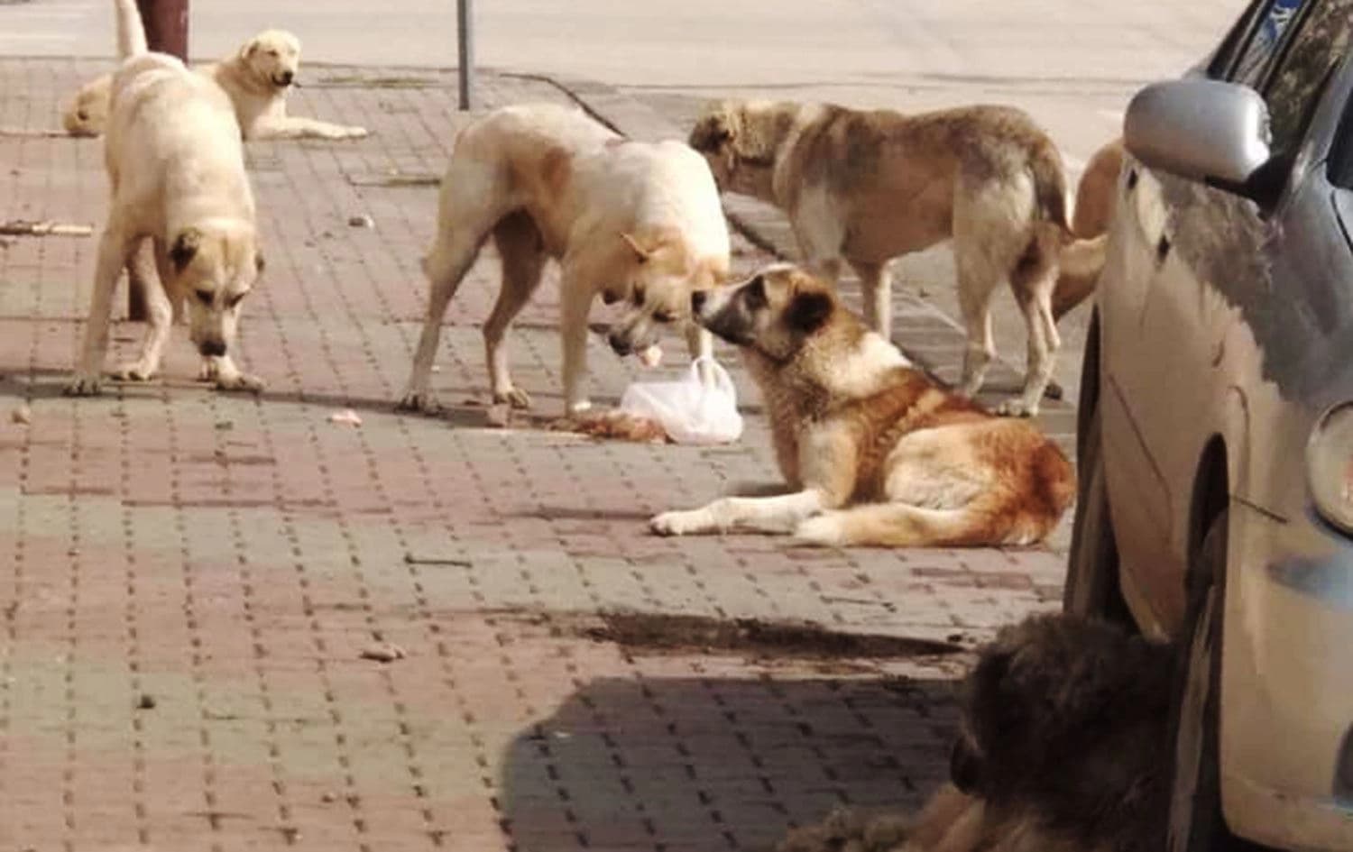وێنەی کۆمەڵێک سەگی بێلانە