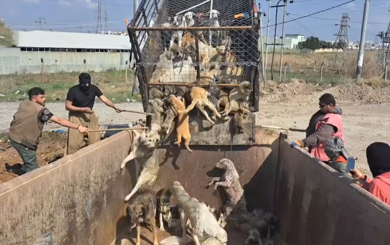 کۆکردنەوەی سەگی بێلانە لە بەردەڕەش بە مامەڵەیەکی خراپ