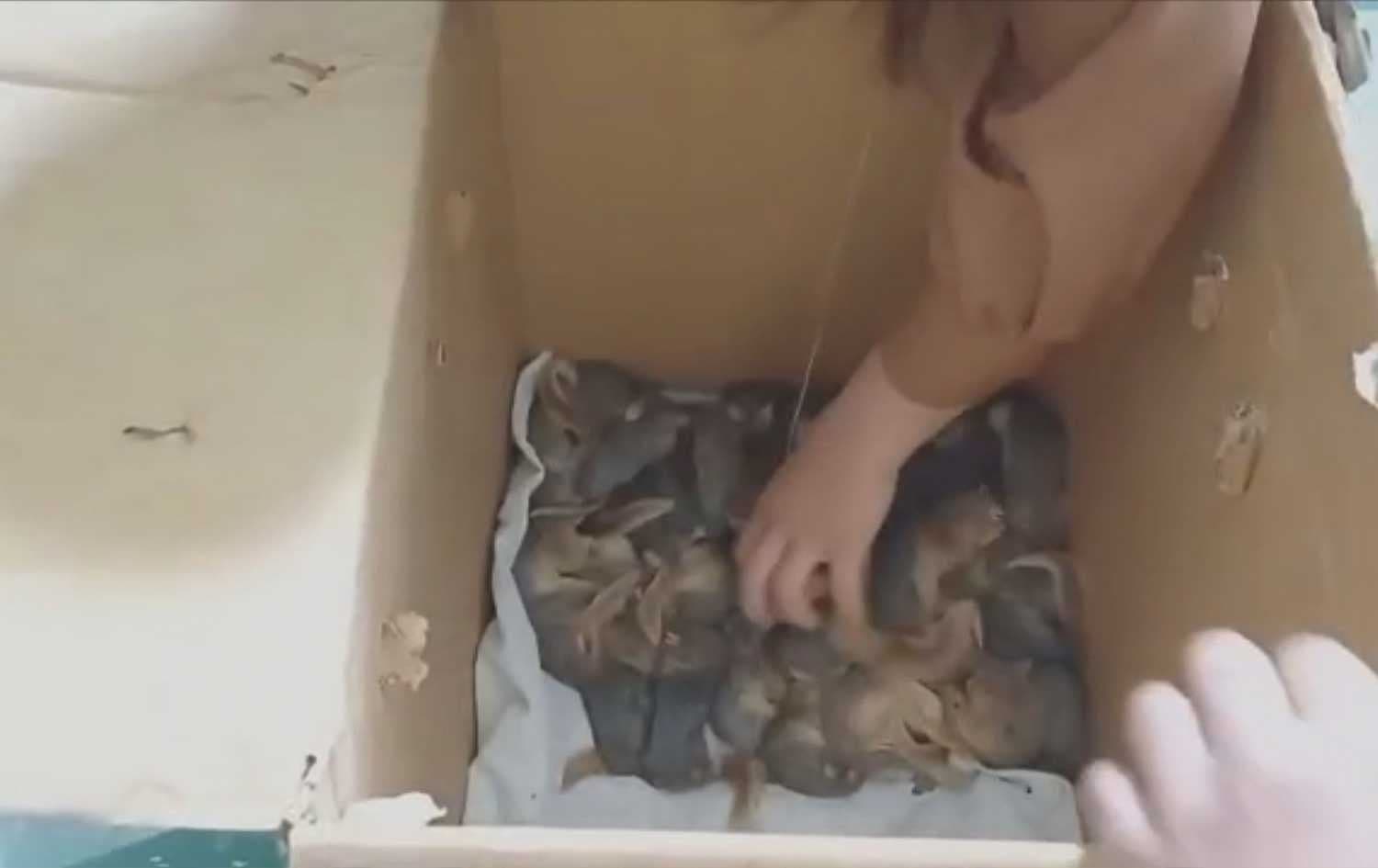 دیمەنێکی سمۆرەکان