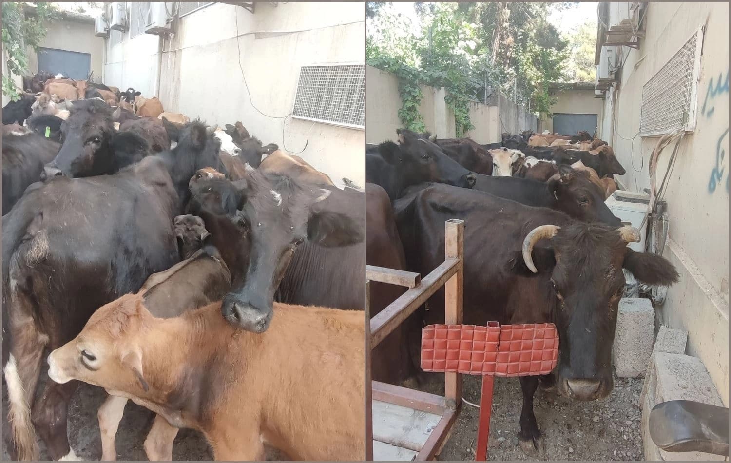 چەند مانگایەک کە لە هەڵەبجە دەستیان بەسەردا گیرابوو؛ وێنەکە بۆ روونکردنەوەی هەواڵەکەیە