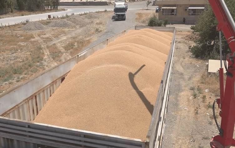 بەرهەمی گەنمی جووتیاران لە کەركووک.