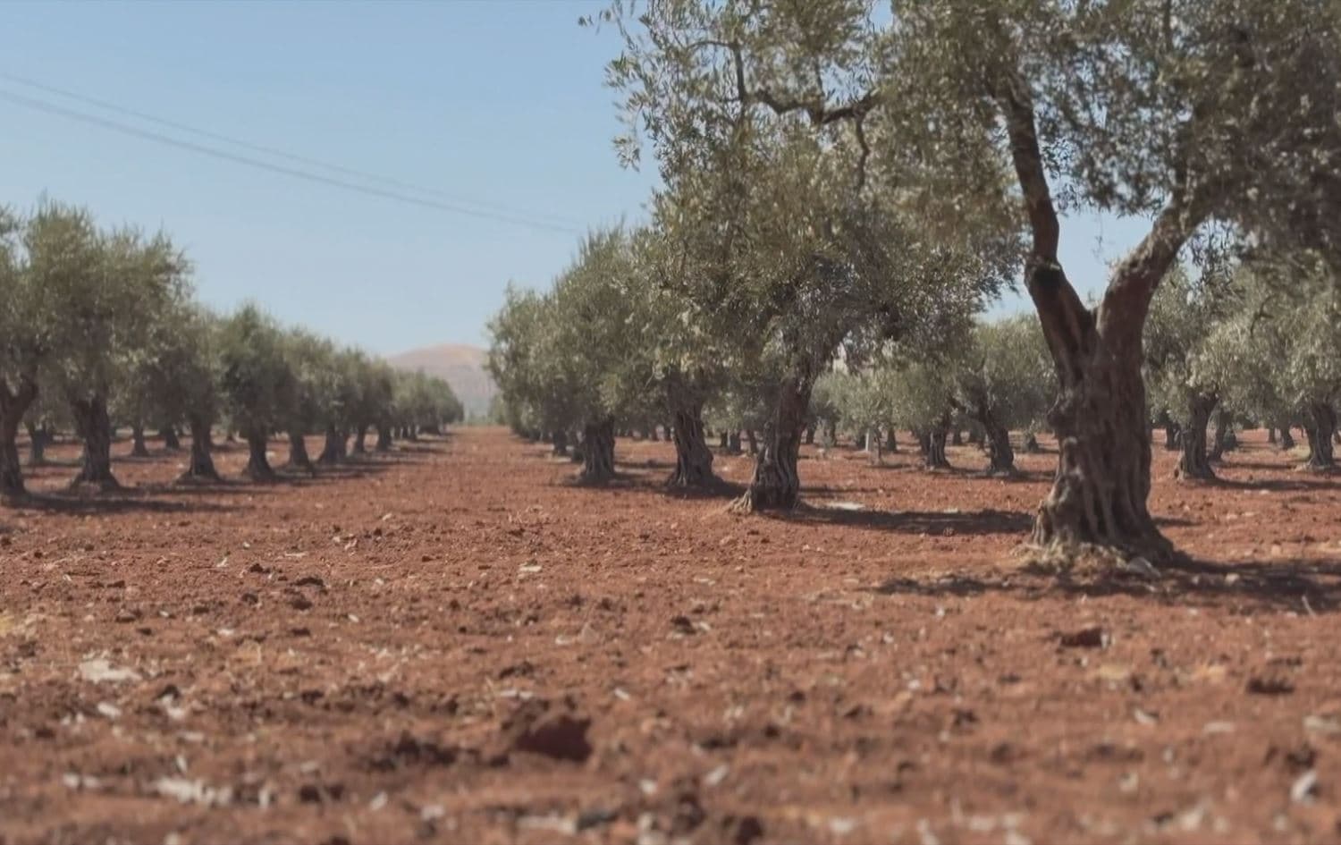 Efrin'de bir zeytin bahçesi
