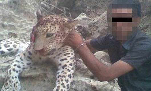 İkinci leopar vakası Doğu Kürdistan’da