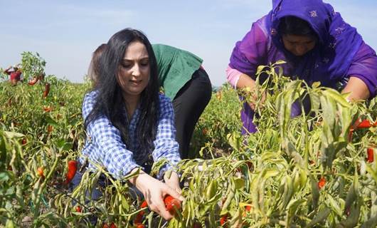 Figen Yüksekdağ, tarım işçileriyle biber topladı