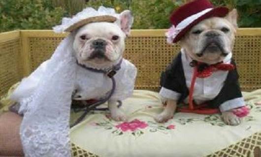 İki köpek için düğün - dernek!