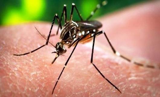 Kürdistan’da Zika önlemleri