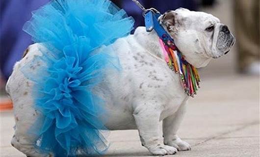Köpek güzellik yarışması yasaklandı