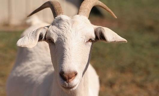 ERBİL – Keçi yüzünden 2 kişi öldü