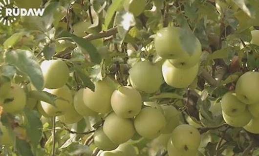 Kürdistan'a 150 bin ton elma