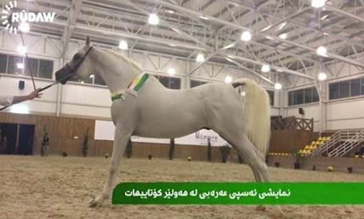 VİDEO - Erbil’de Arap atı güzellik yarışması