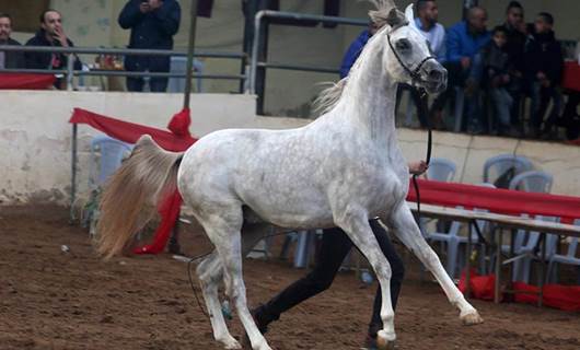 FOTO - Arap atları güzellik yarışması