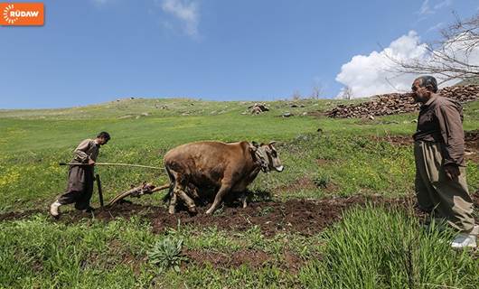 WÊNE – Hewraman û çandiniya bi cot