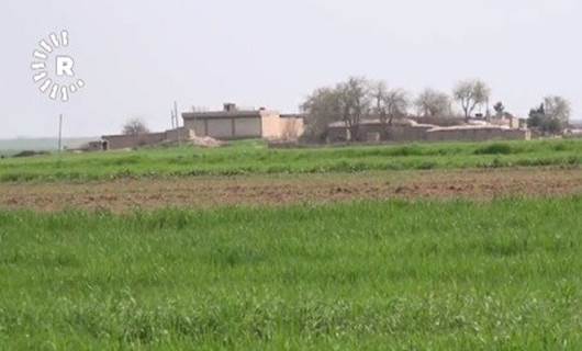 Rojava’da pamuk üretimi azalıyor