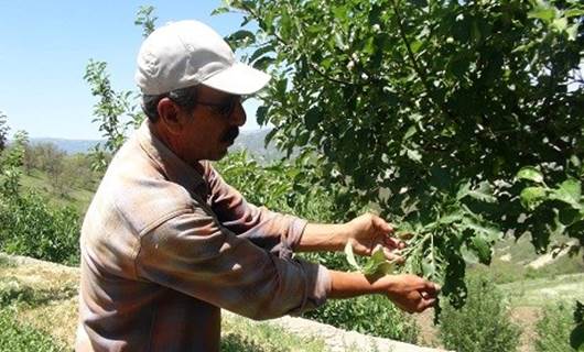 Dersim’de tırtıl istilası