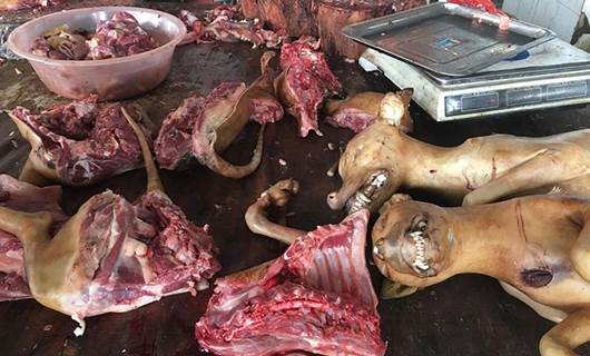 Fotoğraflarla Çin'de 'köpek eti yeme festivali'
