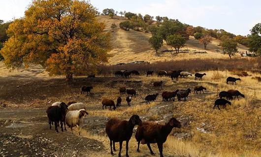 FOTO - Meriwan'da sonbahar manzaraları