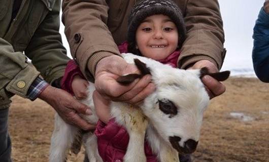 Muş’ta 4 kulaklı kuzu dünyaya geldi