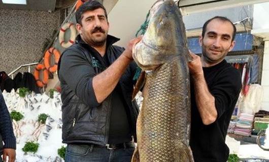 Batmanlı balıkçı 157 kiloluk turna balığı yakaladı