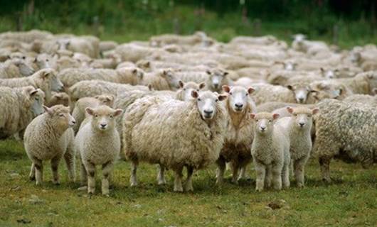 Koyunlar esrar yedi ortalık karıştı
