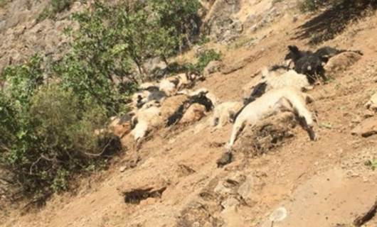 Şırnak'ta kayalıklardan atlayan onlarca koyun ve keçi telef oldu