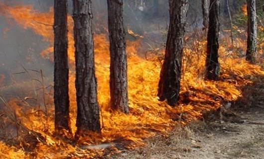 2.2 million acres of forest lost to fire, deforestation, budget cuts: KRG
